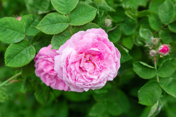 Pink rose flower on the blurred background of rose bush