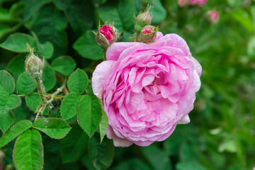 Pink rose flower on blurred background of rose bush closeup