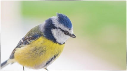 La mésange 