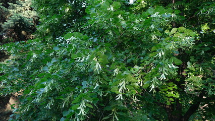 background of green leaves of tree, blooming linden