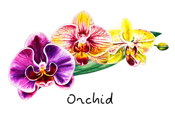 Tree beautiful colorful orchid flowers. Watercolor painting. Exotic plant. Floral print. Botanical composition. Wedding and birthday. Greeting card. Flower painted background. Hand drawn illustration.