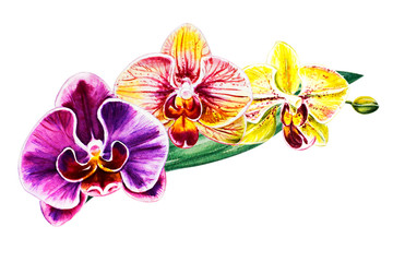 Fototapeta na wymiar Tree beautiful colorful orchid flowers. Watercolor painting. Exotic plant. Floral print. Botanical composition. Wedding and birthday. Greeting card. Flower painted background. Hand drawn illustration.