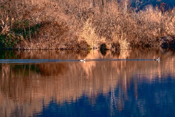 reflection on lake