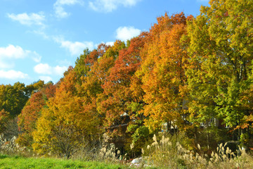 Fototapeta premium 秋のグラデーション