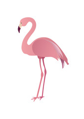 Flat pink flamingo isolated on white background. Vector illustration