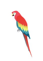 Flat parrot macaw isolated on white background. Vector illustration