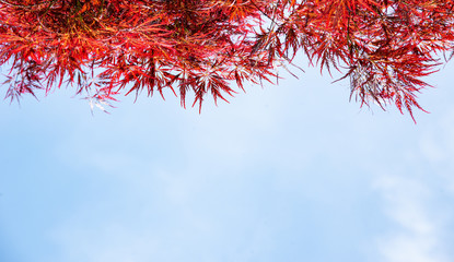 Red leaf texture in autumn on sky and blue background