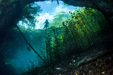Cave diving in mexican cenotes - obrazy, fototapety, plakaty