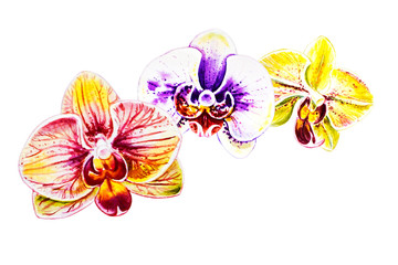 Tree beautiful colorful orchid flowers. Watercolor painting. Exotic plant. Floral print. Botanical composition. Wedding and birthday. Greeting card. Flower painted background. Hand drawn illustration.