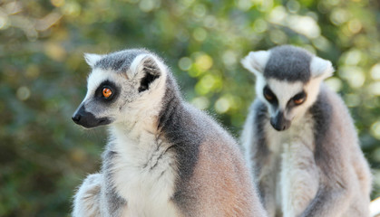 ring tailed lemurs on branch of tree
