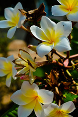 Fototapeta na wymiar yellow flowers