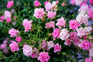 Colorful flowers light and dark sweet pink roses field blooming with bud and green leaves in garden , nature background top view