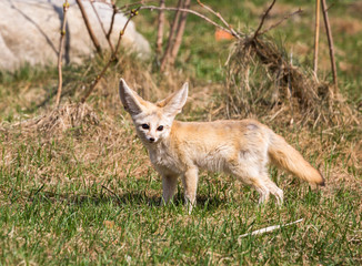 Naklejka na ściany i meble Fennec Fox. The small, smaller cat, Fox with huge ears and a long fluffy tail. On brief pointed muzzle — big black eyes, black nose, big ears. Thanks to these powerful locators, the animal catches the