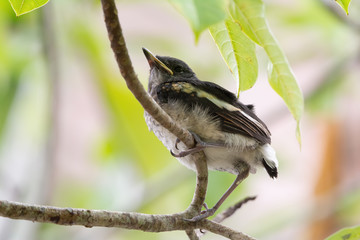 Oriental magpie robin young bird .  Closeup of juvenile  songbird    perching on branch of Fairy petticoats with blurred background ,low angle view.