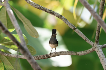Oriental magpie robin bird . .Closeup of mature songbird female holding insect in mouth lifting long tail up on branch of plumeria with natural blurred background ,front view..