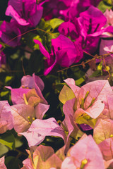 abstract floral background with flowers