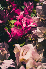 flowers in the garden