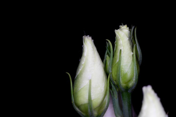 Eustoma, commonly known as lisianthus or prairie gentian, genus in the gentian family, macro with shallow depth of field 