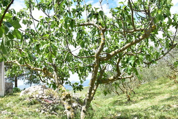 Fototapeta na wymiar Il fico comune è un albero da frutto il cui frutto si chiama fico. Appartiene alla famiglia delle moraceae