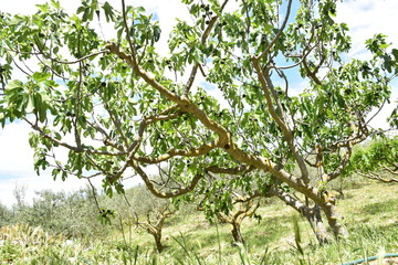 Il fico comune è un albero da frutto il cui frutto si chiama fico. Appartiene alla famiglia delle moraceae