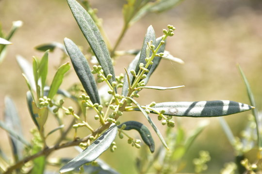 Zagara delle olive, infiorescenza dell'ulivo