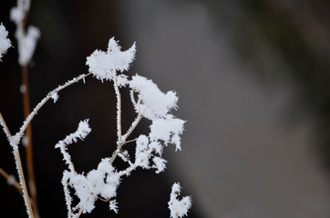 branch with hoarfrost in macro mode