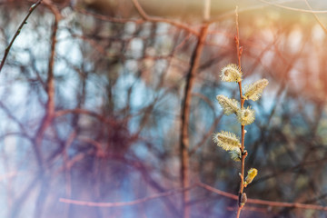 germination of buds in spring, budding, new plant life. Selective focus with shallow depth of field.