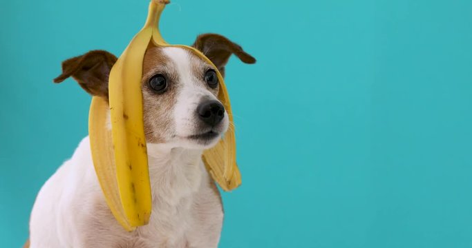 Funny Jack Russell Terrier dog with banana peel on its head on a blue background