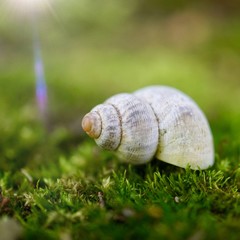 white snail in the nature in summer, snail in the garden