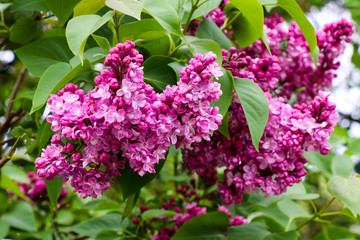 Lilac flowers spring blooming scene. Blossom lilac flowers in spring. Spring lilac flowers blooming