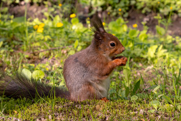 Naklejka na ściany i meble Red squirrel sitting on summer meadow and eating nuts