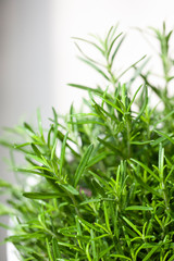 fresh rosemary herb grow outdoor