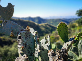 Cactus And Los Angeles Cityscape.