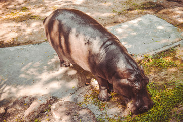 hippo in water