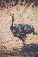 ostrich in zoo