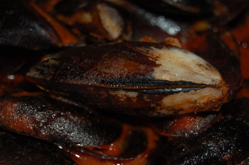 Cozze