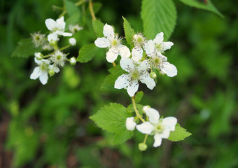Hybrid of blackberry and raspberry during blossoming