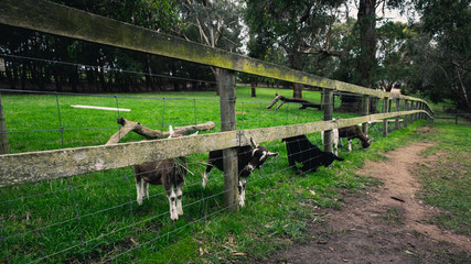 Goats on a farm
