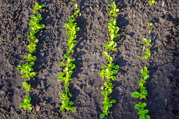 Green shoots in the garden. Seedling growing out of dark compost soil in a real garden, in the early spring. Shows bright green and stems.
