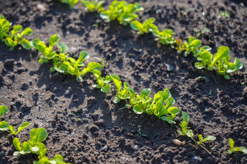 Green shoots in the garden. Seedling growing out of dark compost soil in a real garden, in the early spring. Shows bright green and stems.