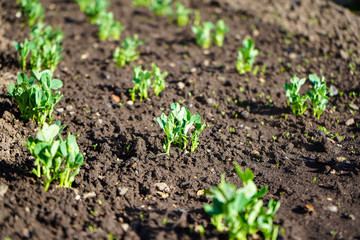 Green shoots in the garden. Seedling growing out of dark compost soil in a real garden, in the early spring. Shows bright green and stems.