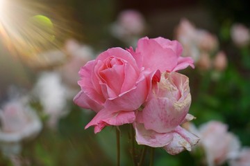 pink flower plant in the garden in summer, pink flowers in the nature