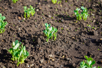 Green shoots in the garden. Seedling growing out of dark compost soil in a real garden, in the early spring. Shows bright green and stems.
