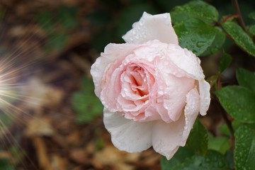pink flower plant in the garden in summer, pink flowers in the nature