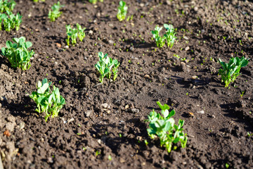 Green shoots in the garden. Seedling growing out of dark compost soil in a real garden, in the early spring. Shows bright green and stems.