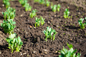 Green shoots in the garden. Seedling growing out of dark compost soil in a real garden, in the early spring. Shows bright green and stems.