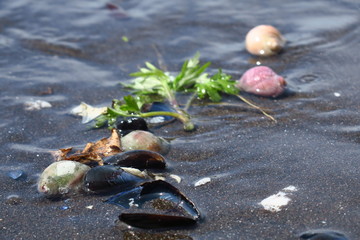 summer background. seashells on sand