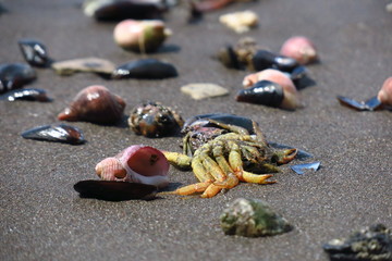 summer background. seashells on sand