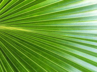 Fototapeta na wymiar Green palm leaf texture