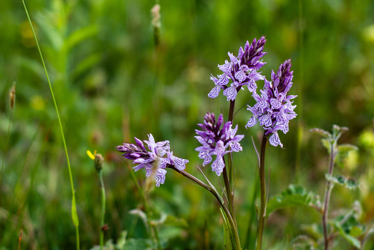 Wild Orchis in The Netherlands